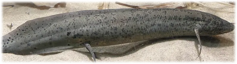 Afrikansk lungefisk