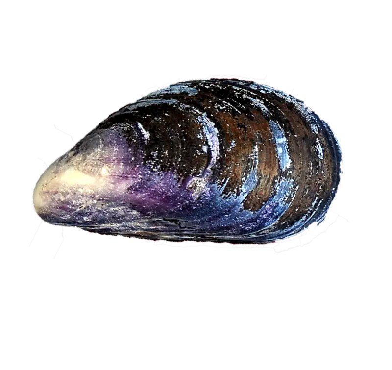 Blåskjell