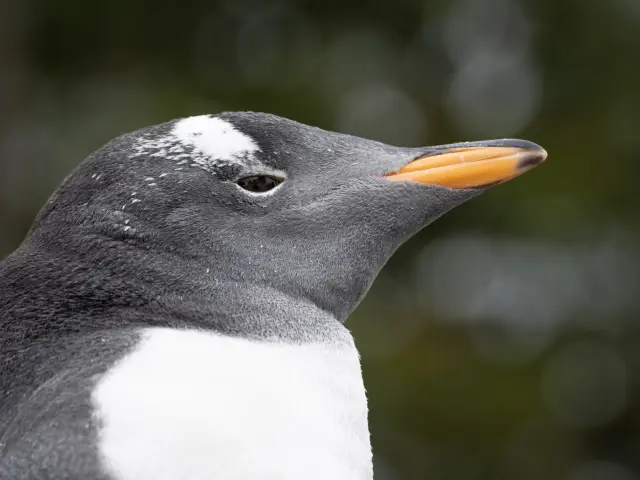 Akvariets største stjerner liker det best vått og kaldt