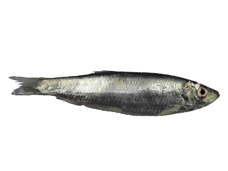 Brisling