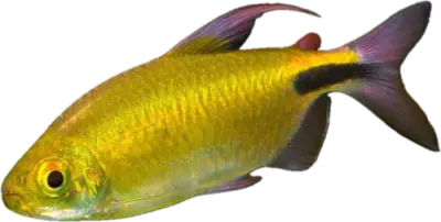 Langfinne tetra