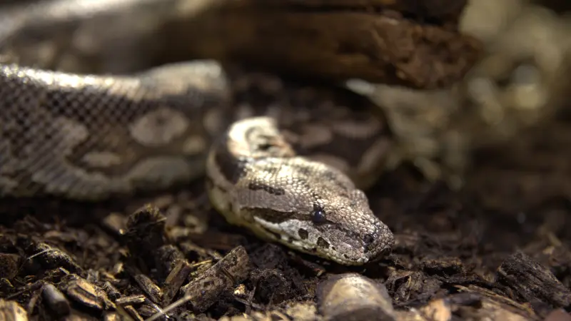 Dumeril's boa