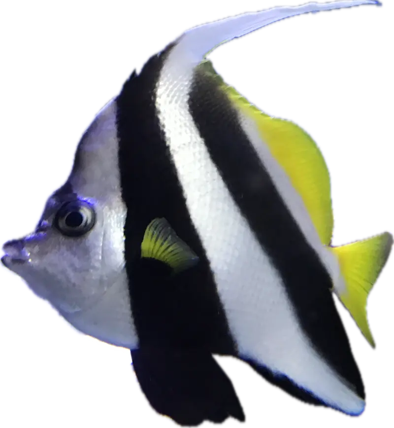 Falsk Moorish idol