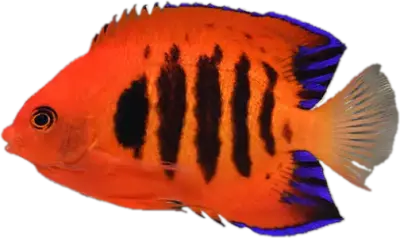 Flammekeiser
