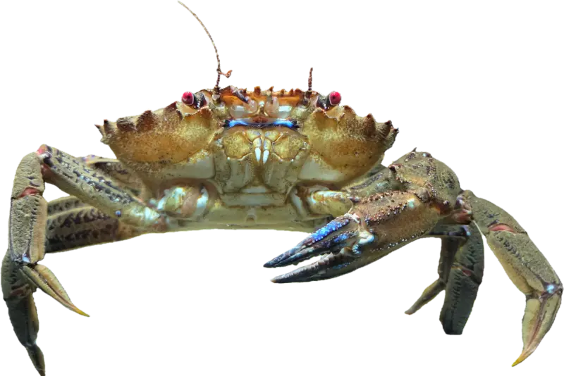 Fløyelskrabbe