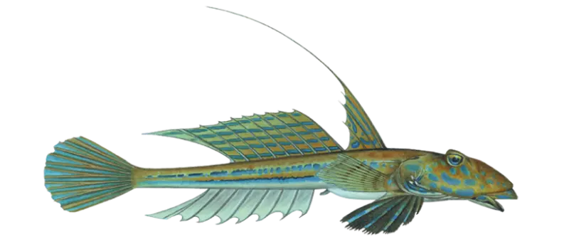 Vanlig fløyfisk