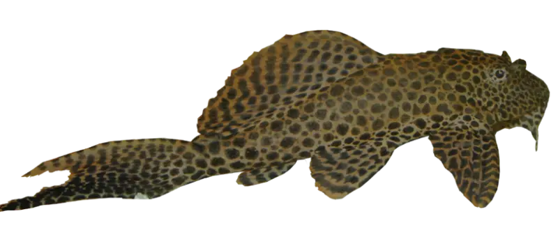 Gibbiceps