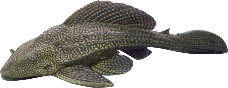 Gibbiceps