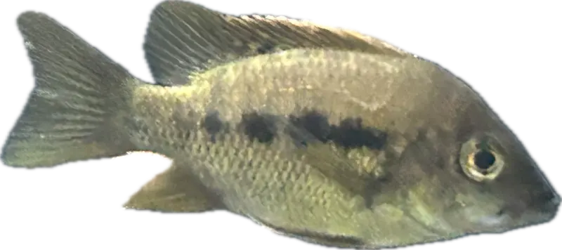 Ptychochromis grandidieri