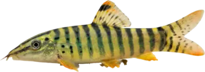 Grønn Tigerbotia