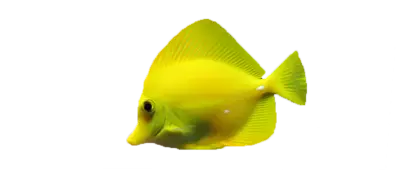 Gul kirurg