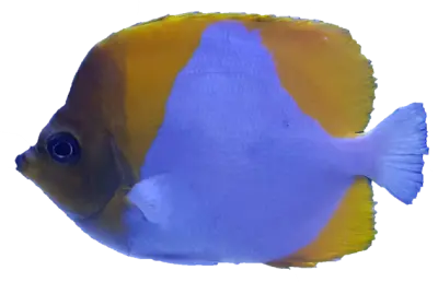 Gul Pyramide Sommerfuglfisk