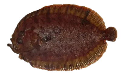 Hårvar
