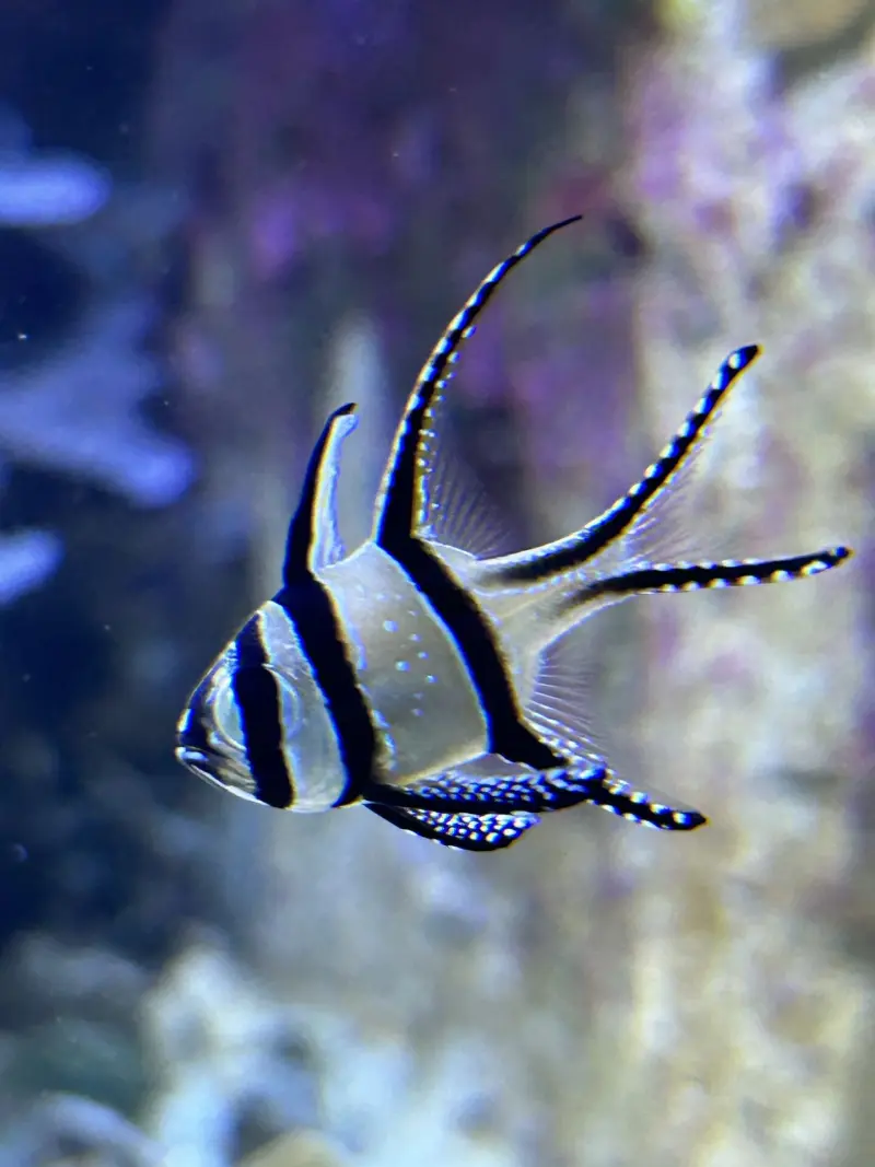 Banggai kardinal
