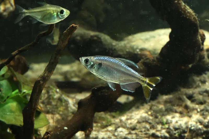 Gulhalet kongotetra