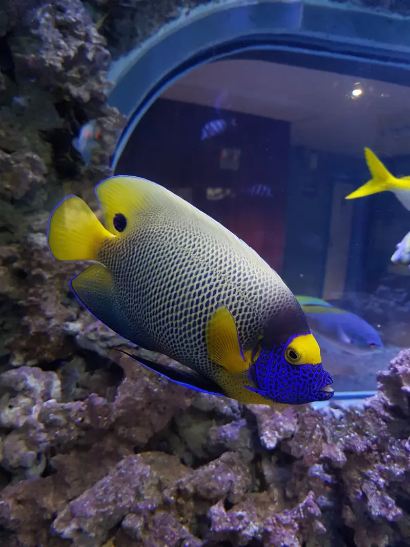 Yellowfaced Keiserfisk