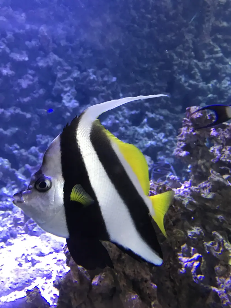 Falsk Moorish idol