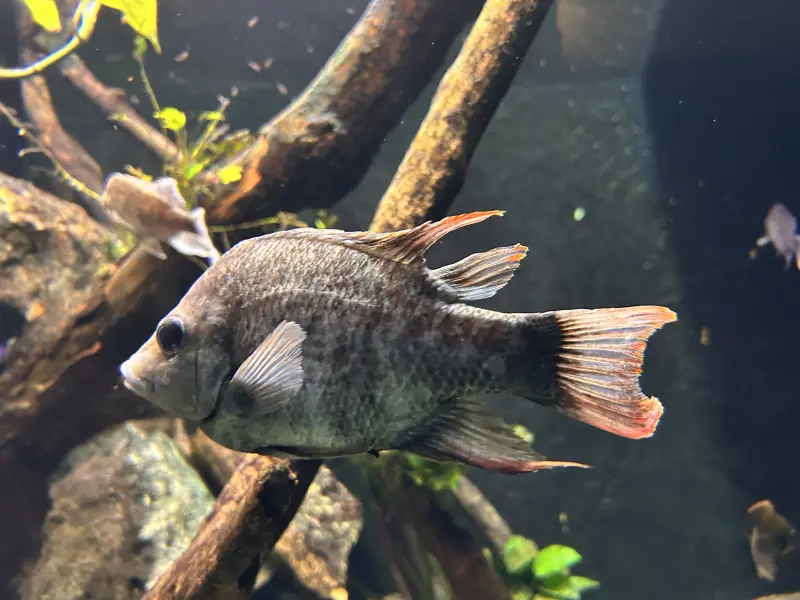 Mangarahara cichlid