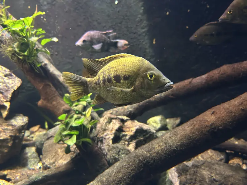 Ptychochromis grandidieri