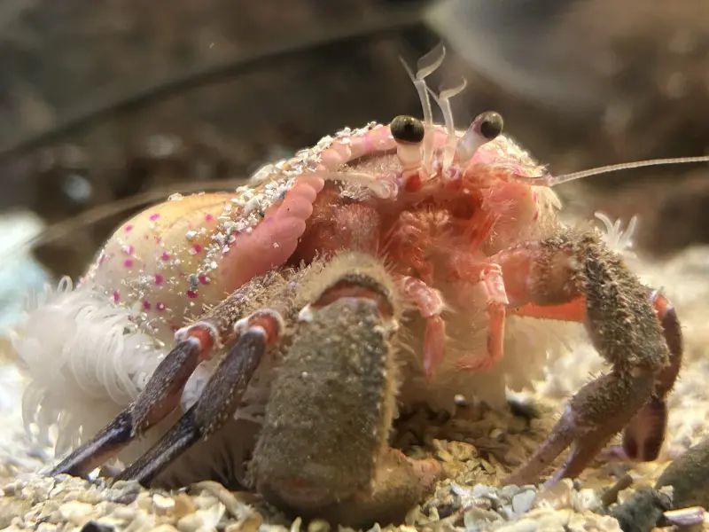Anemoneeremittkreps