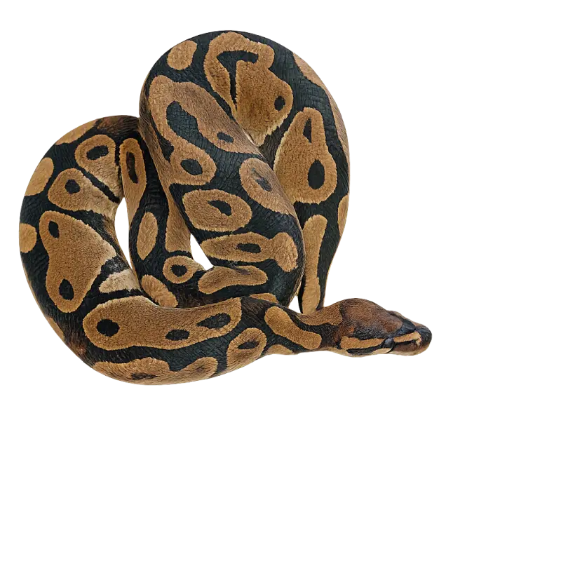 Kongepyton