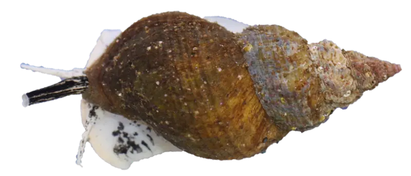 Kongsnegl