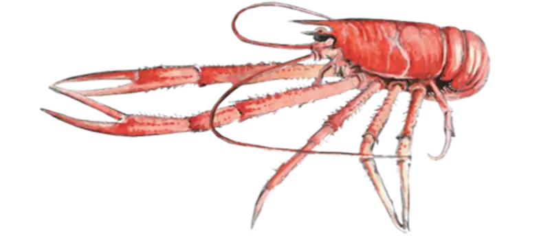 Langfingerkreps