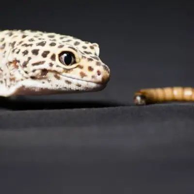 Leopardgekko