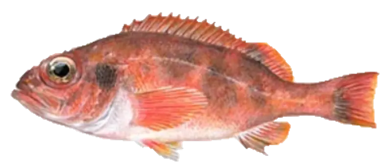Lusuer