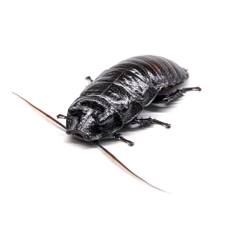 Madagascar hissing cockroach