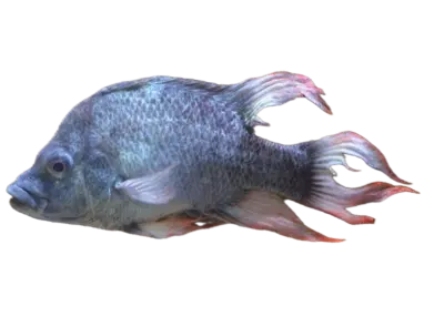 Mangarahara cichlid