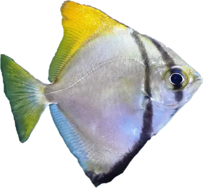 Månefisk