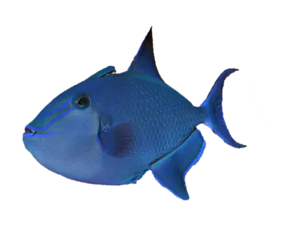 Rødtannet Triggerfisk