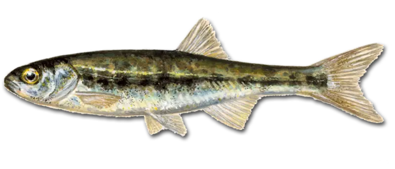 Ørekyte