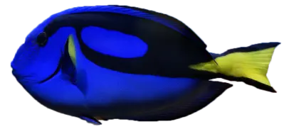 Palettkirurg