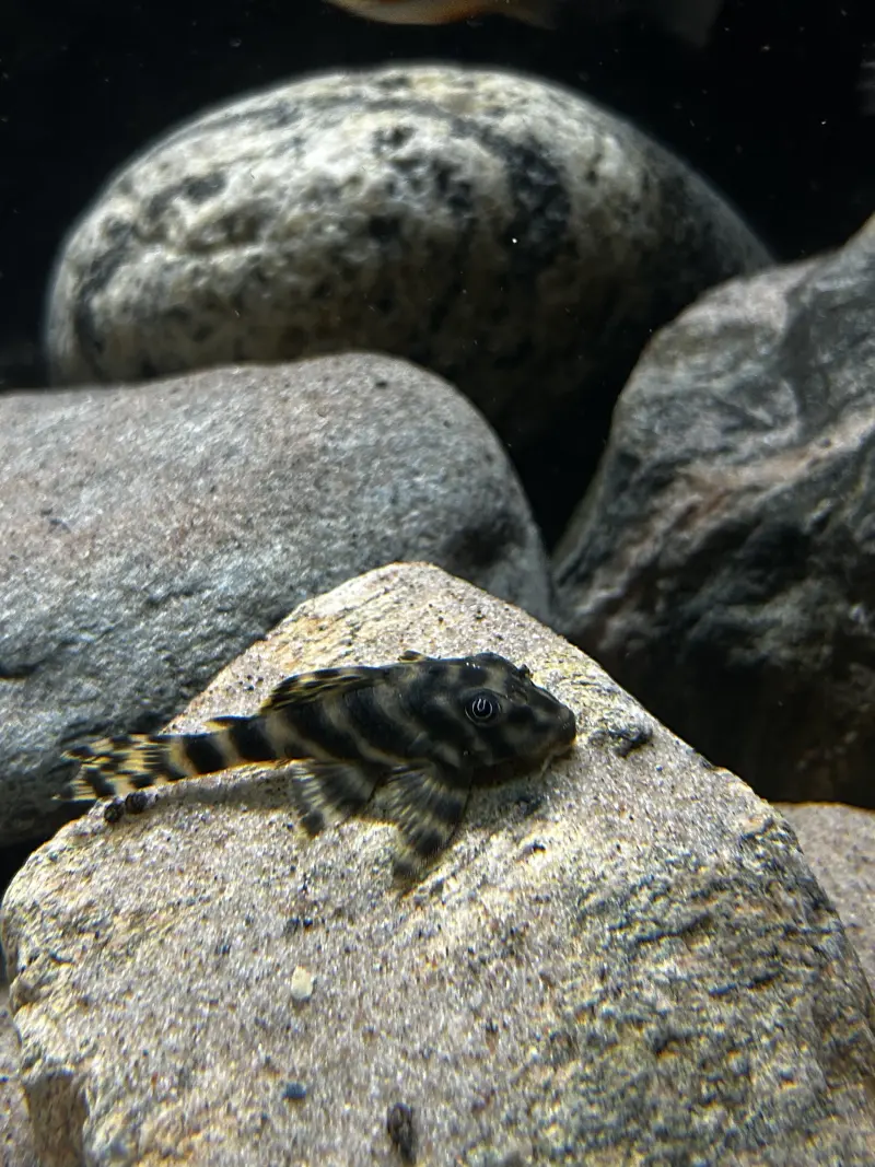 Peckoltia vittata