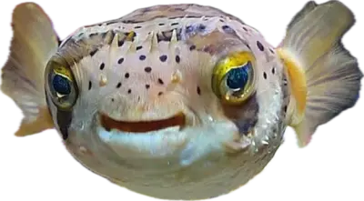 Pinnsvinkulefisk
