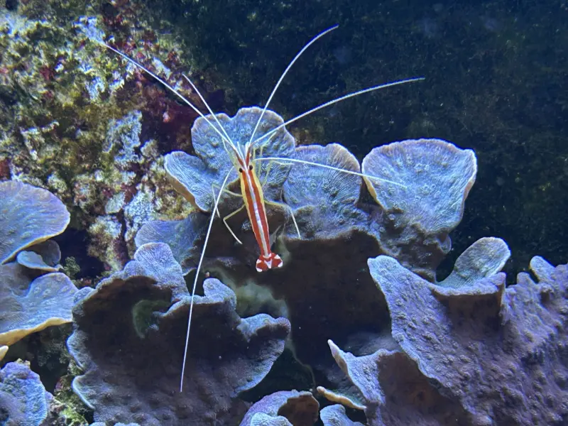 Pussereke