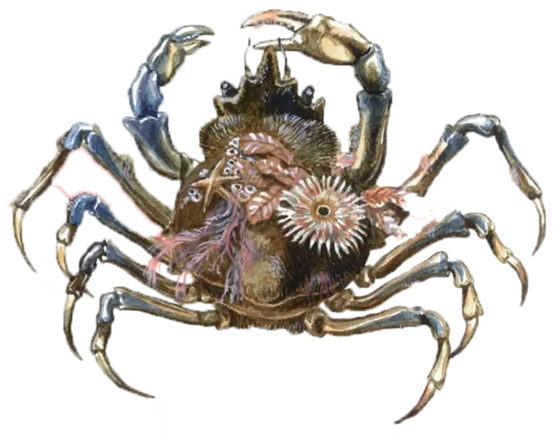 Pyntekrabbe