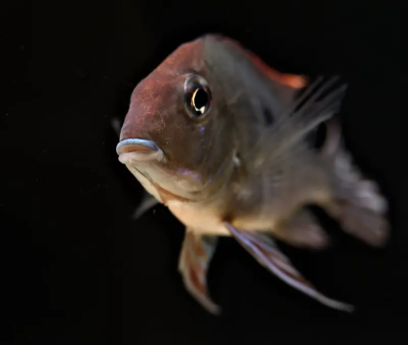 Red Head Tapajos Cichild