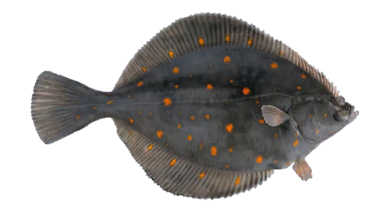 Rødspette