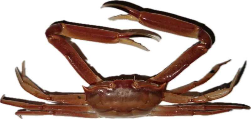 Rombekrabbe