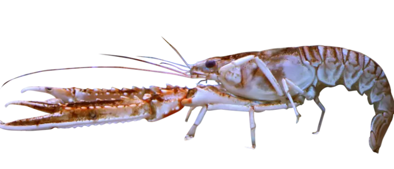Sjøkreps