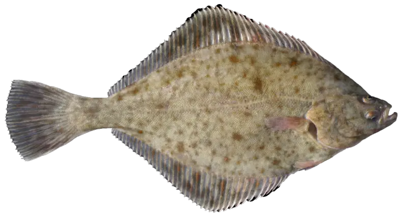 Skrubbe