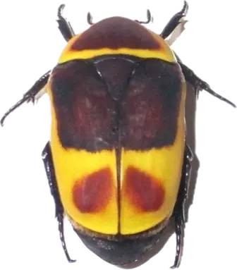 Solbille