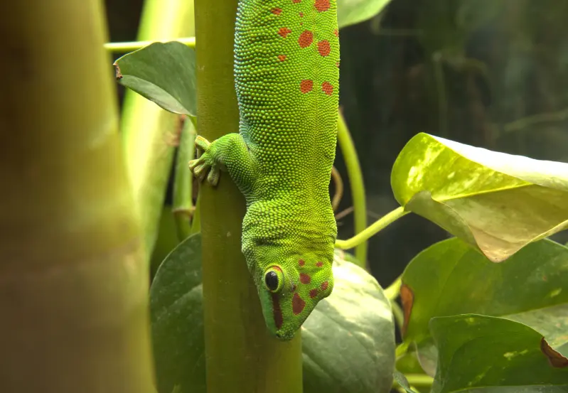Kjempedaggekko