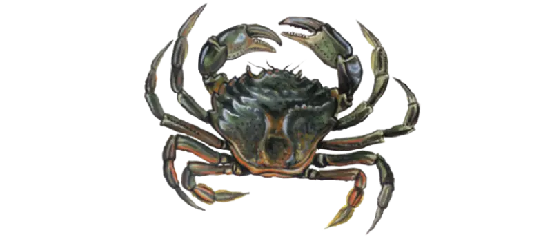 Strandkrabbe