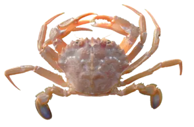 Svømmekrabbe