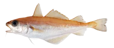 Sypike