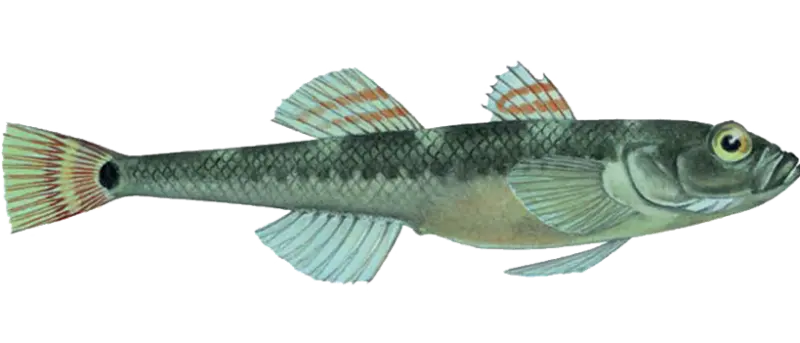 Tangkutling